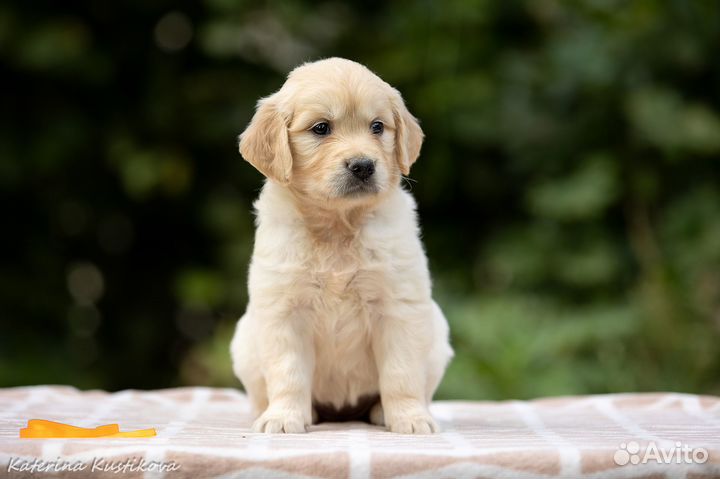 Щенки золотистого ретривера