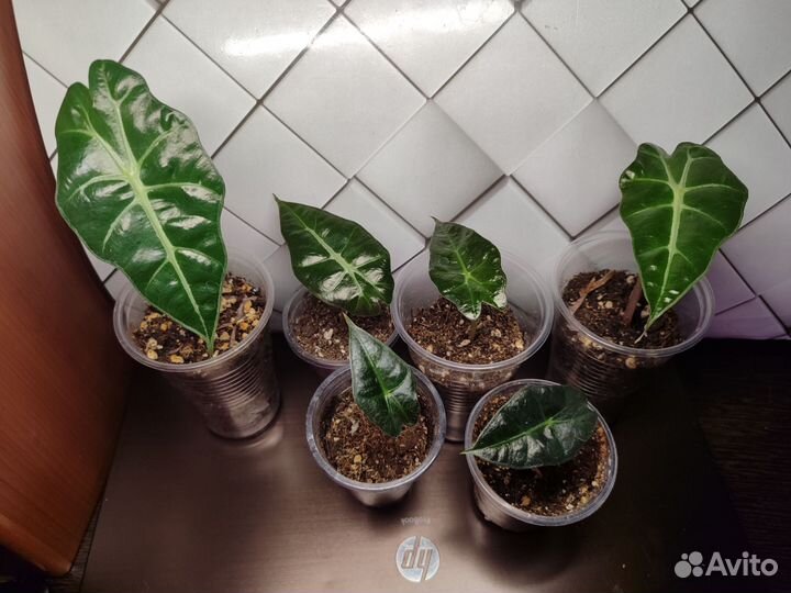 Комнатные растения