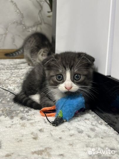 Котенок метис в добрые руки