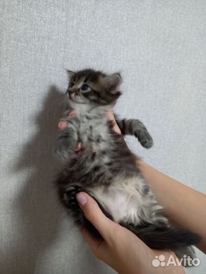 Кошка в дар бесплатно