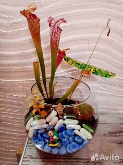 Флорариумы