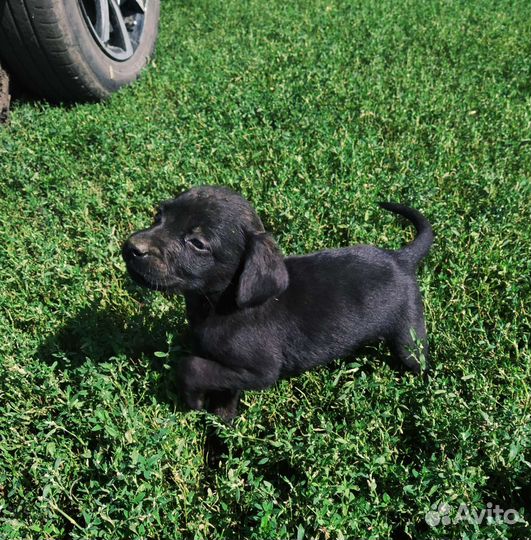 Щенки лабрадора