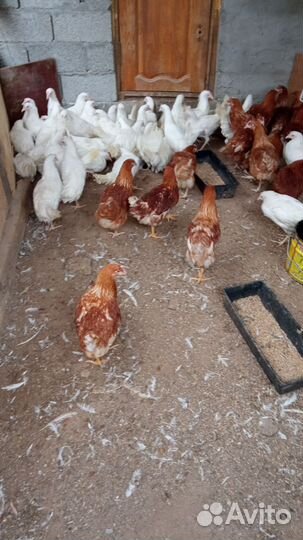 Куры молодки несушки
