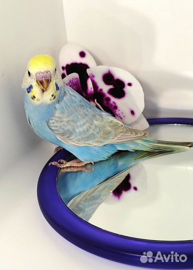 Волнистый попугай (получех)