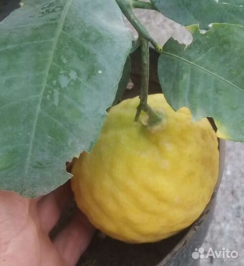 Лимон для дома и для неопытных в Ярославле