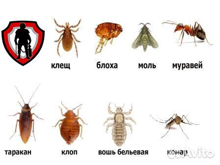 Уничтожение клопов,тараканов,блох,мышей и крыс