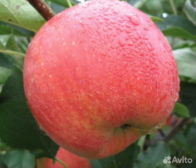 Плодовые саженцы