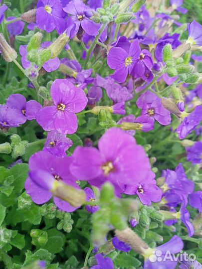 Обриетта и др