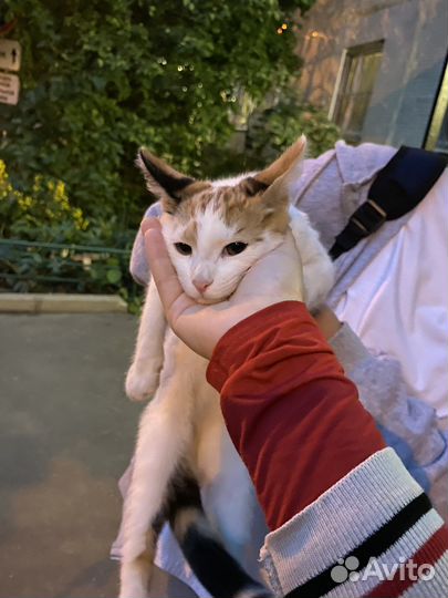 Кошка в дар