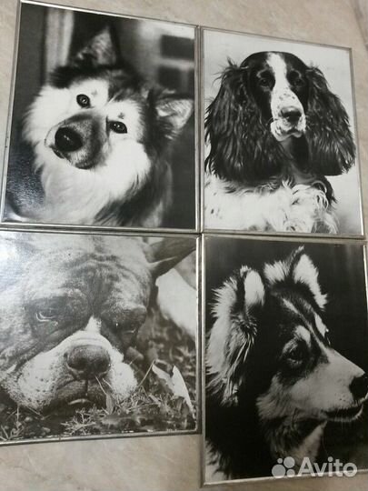 Фотокартина СССР Собаки
