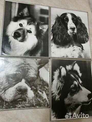 Фотокартина СССР Собаки