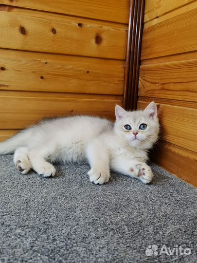 Британское голубое золото