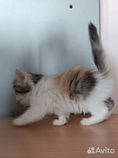 Котята в добрые руки бесплатно