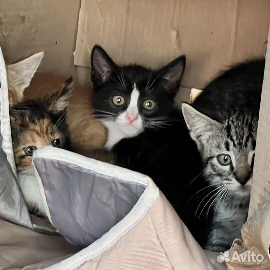 Котята в добрые руки даром
