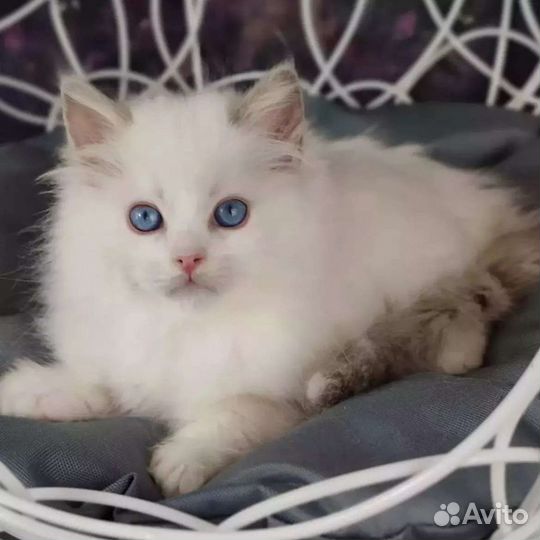 Рэгдолл для обнимашек и целовашек, с документами