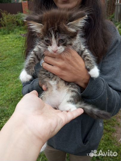 Котята от домашней кошки