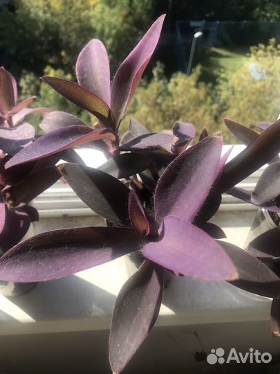 Сеткреазия пурпурная