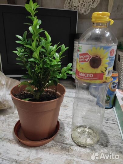 Самшит вечнозеленый саженцы