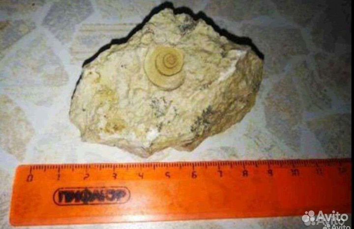 Окаменелость