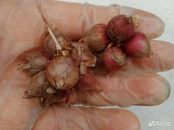 Лук многолетний многоярусный