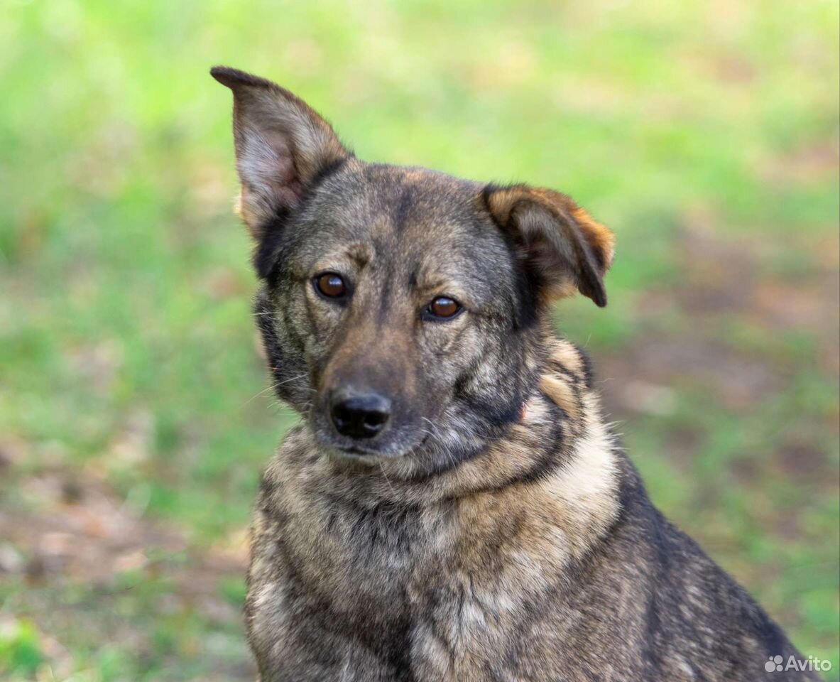собака дива