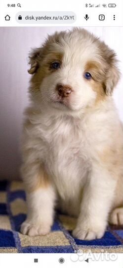 Щенки аусси (австралийская овчарка)