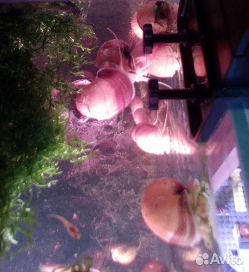 Улитки ампулярии