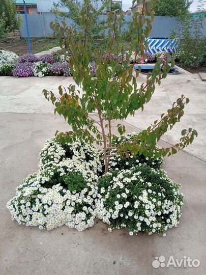 Сентябринки