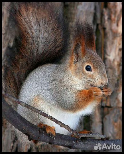 Белка. Бельчата. Черная кавказская