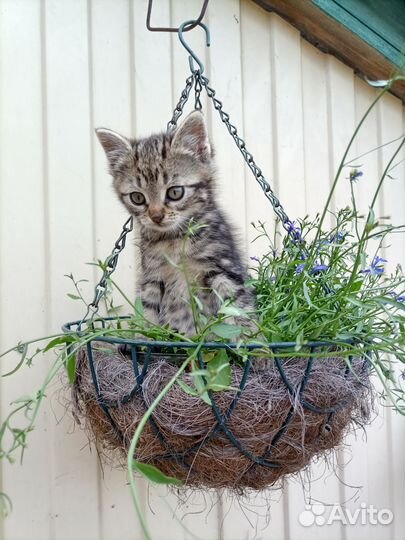 Котята в добрые руки бесплатно