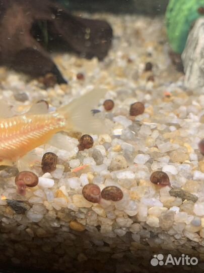 Улитки аквариумные ампулярии