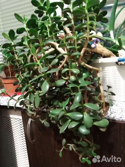 Крассула толстянка