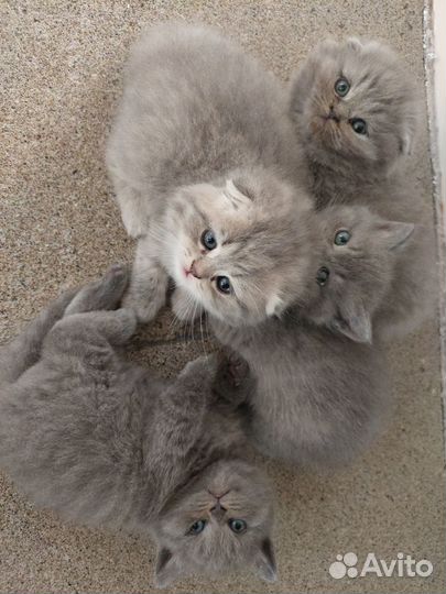 Шотладские вислоухие котята