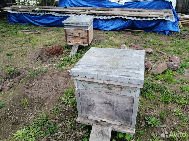 Пчелосемьи