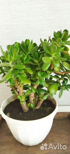 Денежное дерево красула толстянка)