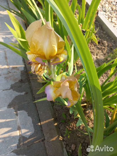 Многолетники