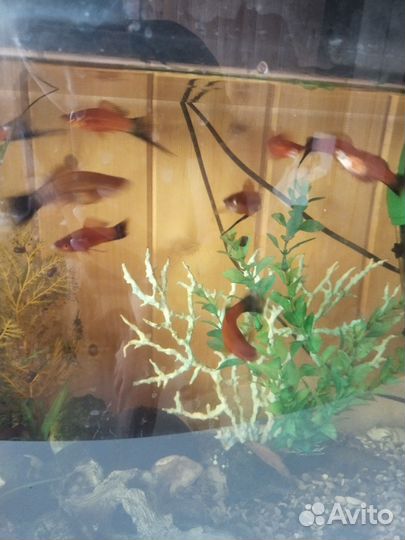 Метченосцы