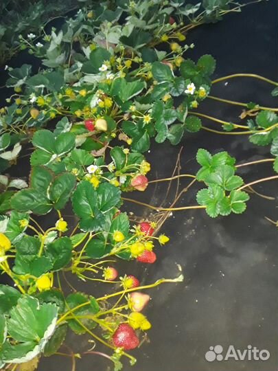 Рассада клубники