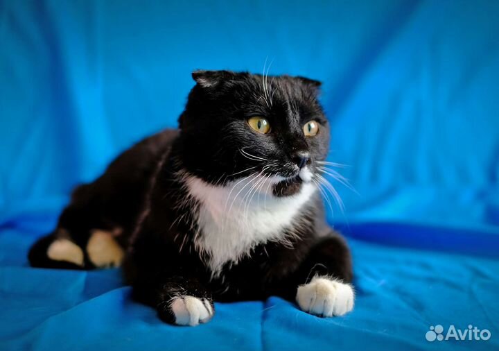 Молодая кошка-вислоушка ищет дом