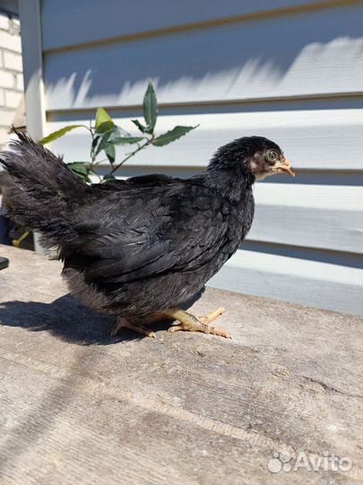 Цыплята несушки подрощенные