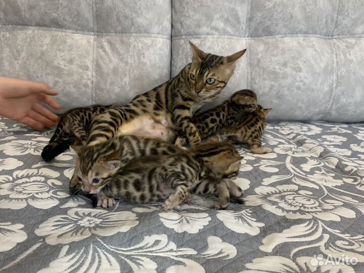 Бенгальские котята