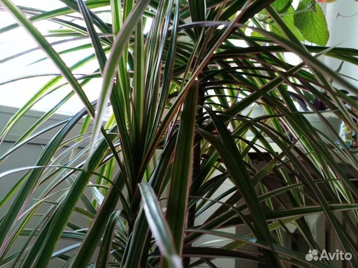 Драцена маргината,пальма