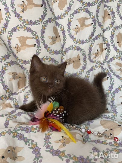 Шотландская вислоухая шоколадка