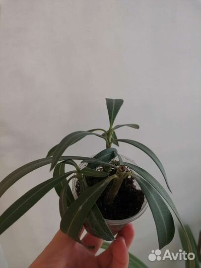 Комнатные растения олеандр