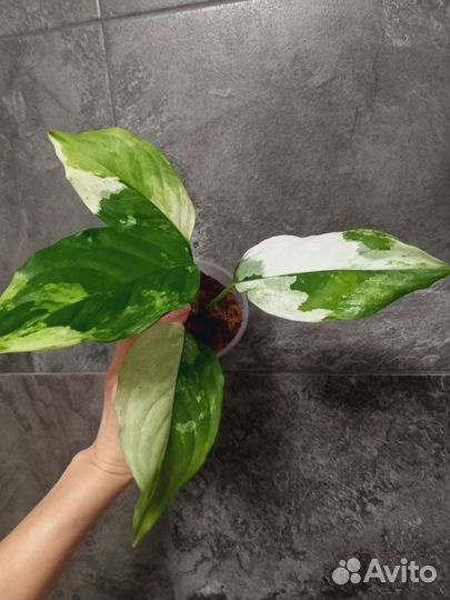 Агланемы вар