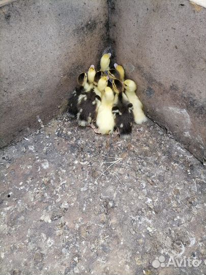 Утята шипуны