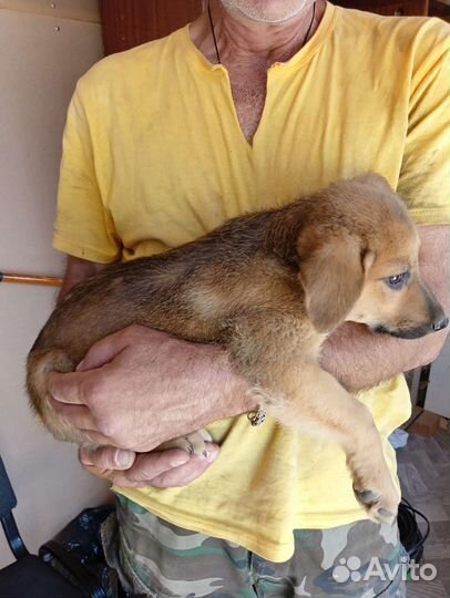 Нашли щенка, нужен дом, мальчик