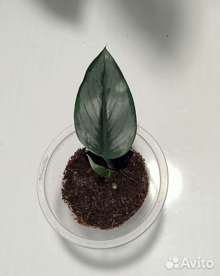 Сингониум, сциндапсусы