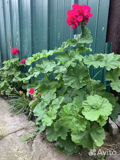 Пеларгония герань