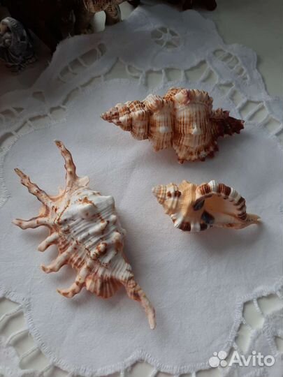 Морские ракушки раковины